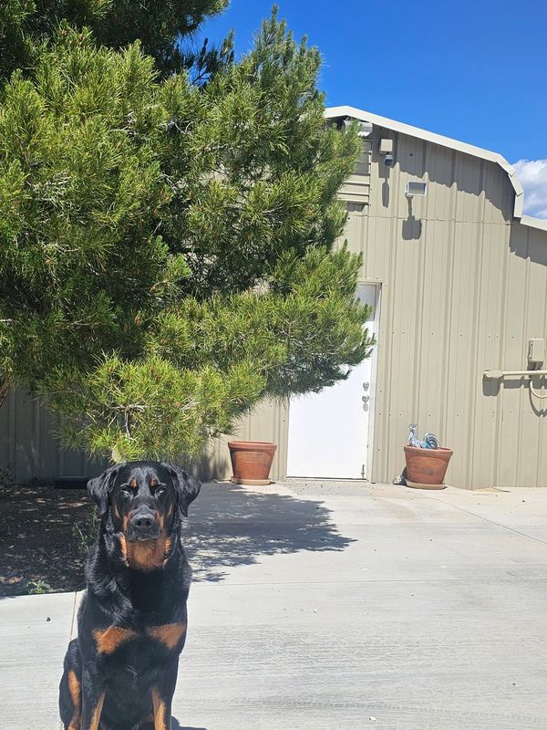 Rottweiler sitting on concrete near a tree and building.