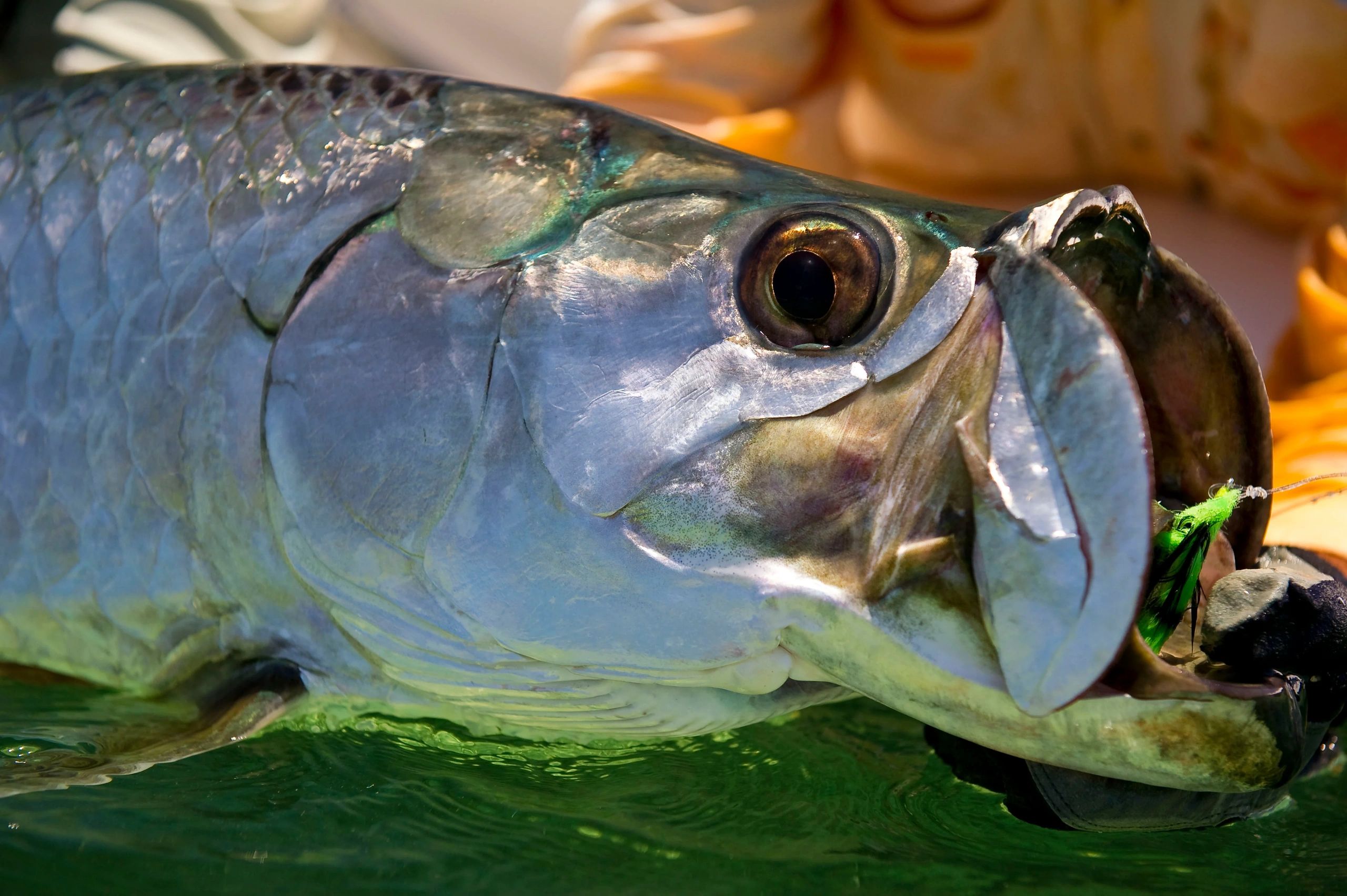 Fly Fishing Charters for Tarpon Fly Fishing Guide Tampa