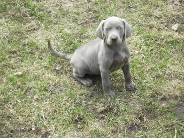 Weimaraner puppies for sale with best sale docked tails