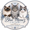 Blue Meowz Cattery