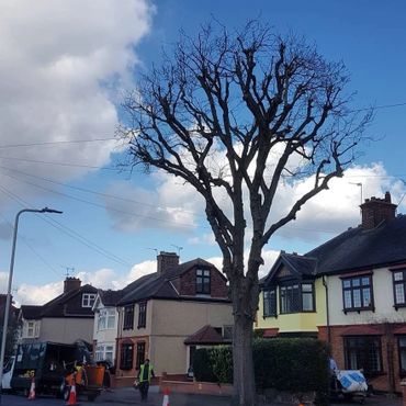 Oak tree reduction on the street over head cable taken in Hornchruch.