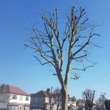 Commercial tree reduction on a London plain tree In the winter months taken in Rainham.