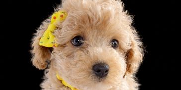 Adorable curly-haired puppy with a yellow bow and bell collar on a black background.
