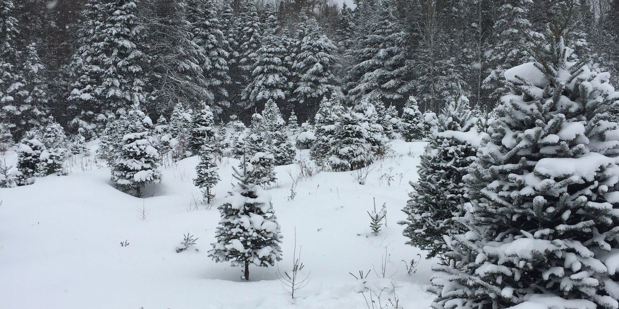 Trees in the winter