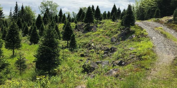 Christmas trees, early spring