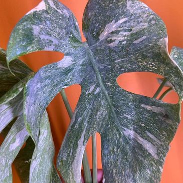 monstera thai constellation
