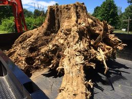 Large stump removal, pulled out with the excavator and brought to a disposal facility, About 3' dia.