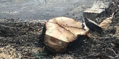 Stump that's ready to be ground down 
Stump Grinding, Atkinson, NH  serving southern NH