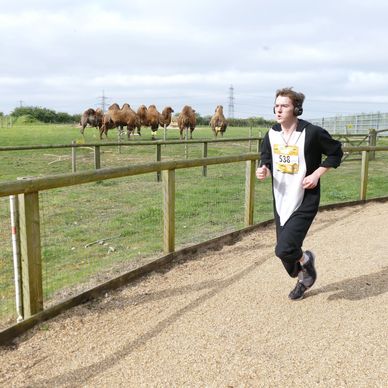 Runner in a black and white animal costume jogging near a fenced area with camels.