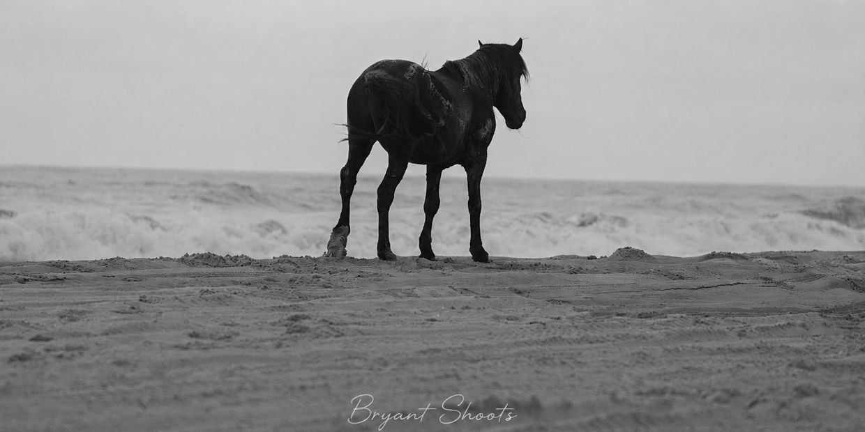 A lone horse standing on a beach, gazing at the ocean waves in black and white.