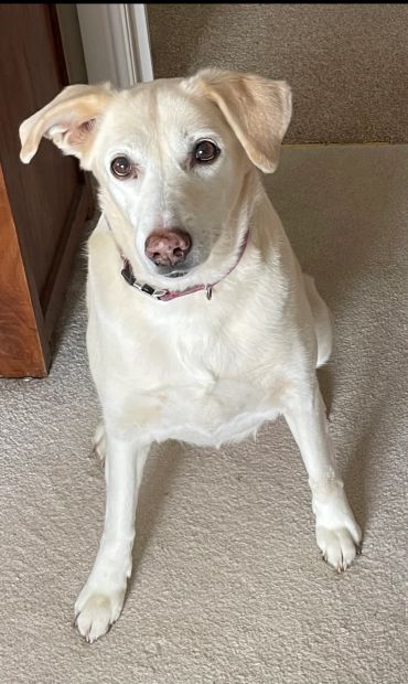 A white dog sitting on beige carpet.