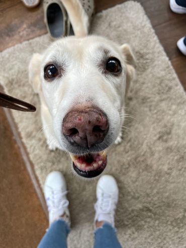 Close-up of a happy dog looking up.