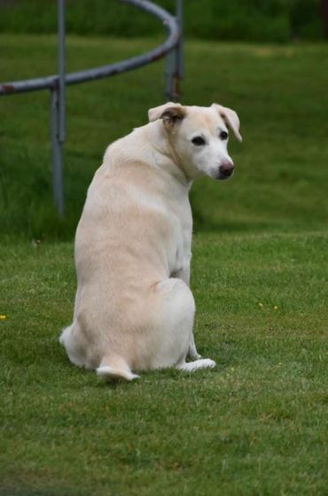 White dog sitting on grass looking back.