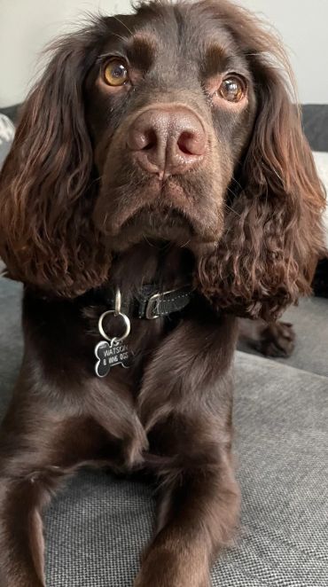 Close-up of a brown dog with curly ears on a gray couch.