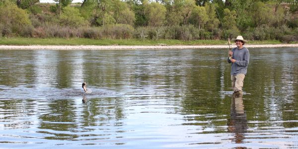Big horn river fly fishing, dry fly fishing