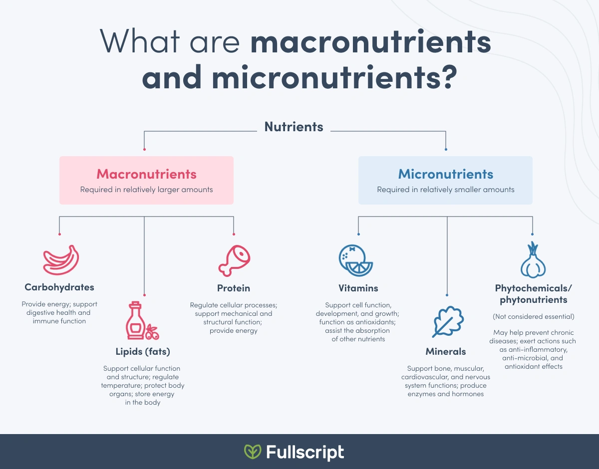 What Are Macronutrients And Micronutrients? | Bellingham | Elevate ...