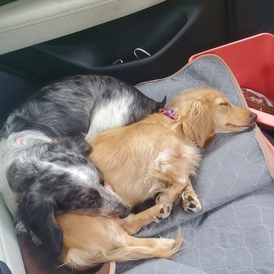 Two dogs cuddled together sleeping peacefully in a car seat.