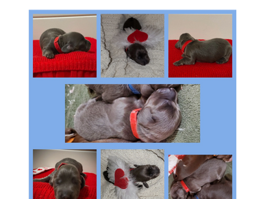 Collage of newborn puppies with red collars, some dressed with heart wings.