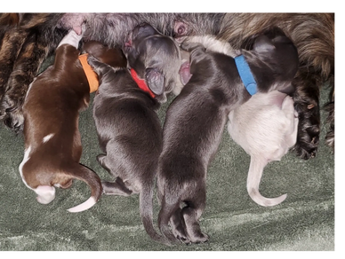 A litter of newborn puppies nursing from their mother, each with a colored collar.