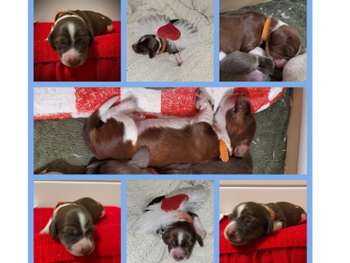 Collage of adorable sleeping brown and white puppies with orange collars and angel wings.