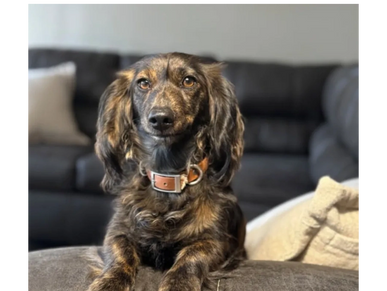 Brindle long-haired dog resting on a leather couch armrest.
