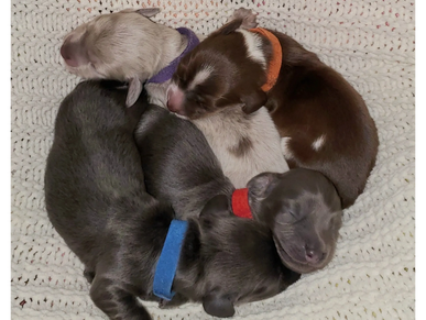 A cluster of five newborn puppies sleeping closely on a white knitted blanket.