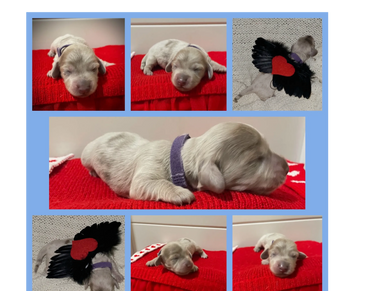 Collage of a newborn puppy resting on a red blanket, some photos show the puppy with black wings and a red heart.