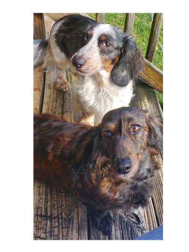 Two Dachshunds with different coat colors sitting on a wooden porch.