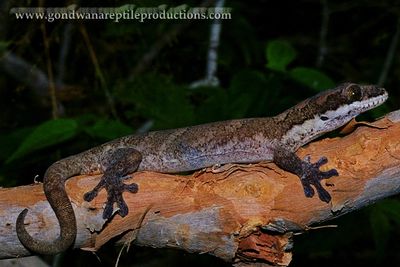 The Giant Tree Gecko Pseudothecadactylus australis from Cape Weymouth, Cape York Peninsula