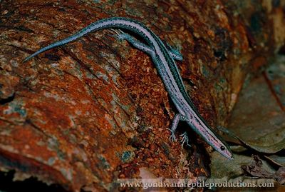 A Striped Snake-eyed Skink Cryptoblepharus virgatus from Cardwell, north-eastern Qld Australia