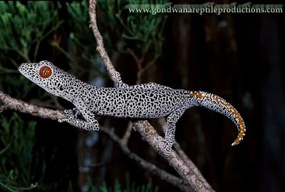 An adult male Golden-tailed Gecko Strophurus taenicauda with regenerated tail from Toombilla 