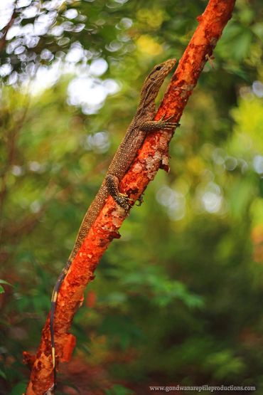 Clouded Monitor Varanus nebulosus Rob Valentic Australian Asian Malaysian Reptiles Images 