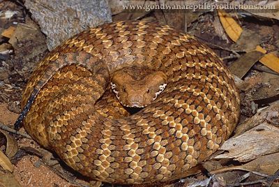 A male red phase Southern Death Adder Acanthophis antarcticus
