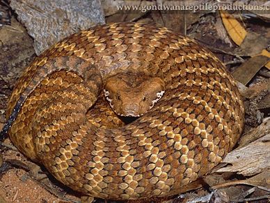 female Southern Death Adder Acanthophis antarcticus Rob Valentic Australian Reptile Images