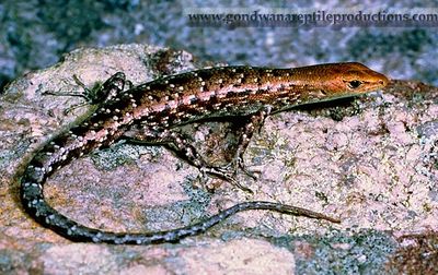 An adult Lampropholis mirabilis from Endeavour Creek, Horseshoe Bay, Magnetic Island, north-eastern 