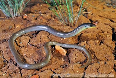 An adult male Patternless delma Delma inornata from Shepparton, central Victoria, Australia.