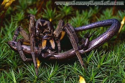 A Wolf Spider Lycosa godeffroyi preying upon an adult Garden Skink Lampropholis delicata.