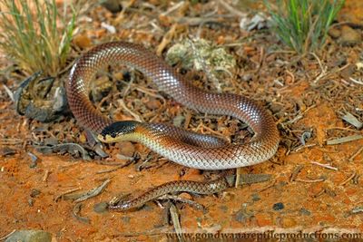  An adult male Dwyer's Snake Parasuta dwyeri 