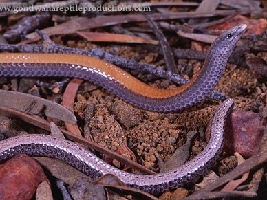 Bronzeback Legless Lizard Ophidiocephalus taeniatus Rob Valentic Australian Reptile Images