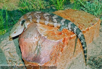 An adult male Eastern Blue-tongued Skink Tiliqua scincoides scincoides
