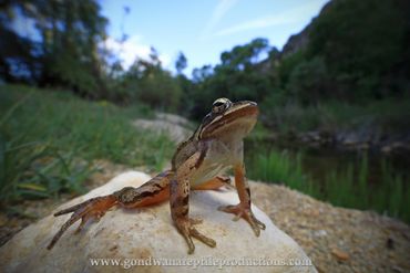 Agile Frog Rana dalmatina Rob Valentic European Reptile Frog Amphibian Images Greece