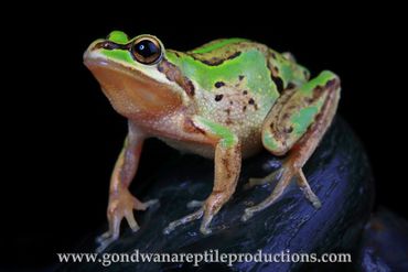 Alpine Tree Frog Litoria verreauxii alpina Rob Valentic Australian Reptile Frog Amphibian Images