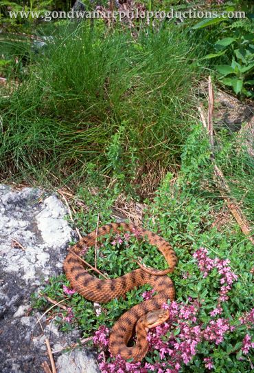 Asp Viper Vipera aspis atra Rob Valentic European Reptile Snake Images