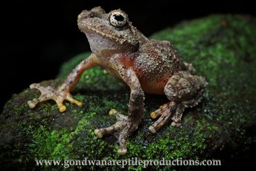 Banana Bubble-nest Frog Kurixalus banaensis Rob Valentic Australian Asian Reptile Frog Images
