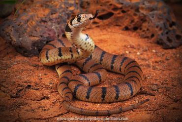 Banded Eastern Brownsnake Pseudonaja textilis Rob Valentic Australian Reptile Snake Images