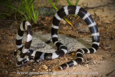 Bandy Bandy Snake Vermicella annulata Rob Valentic Australian Reptile Snake Images