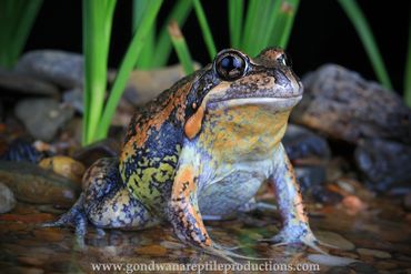 Banjo Frog Limnodynastes dumerilli Rob Valentic Australian Reptile Frog Amphibian Images