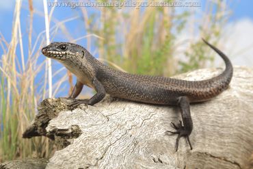 Black Rock Skink Egernia saxatilis intermedia Rob Valentic Australian Reptile Lizard Skink Images