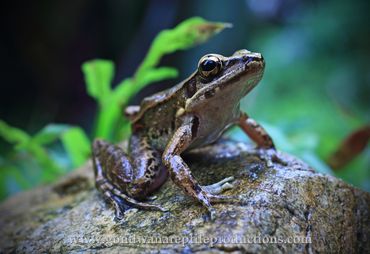 Black-striped Stream Frog Hylarana nigrovittata Rob Valentic Australian Asian Reptile Frog Images