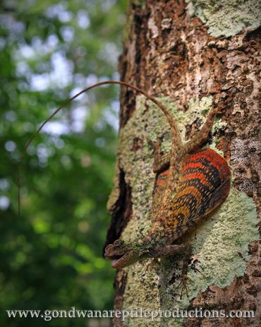 Blanford's Flying Lizard Draco blanfordii Rob Valentic Asian Malaysian Reptile Images Agamid